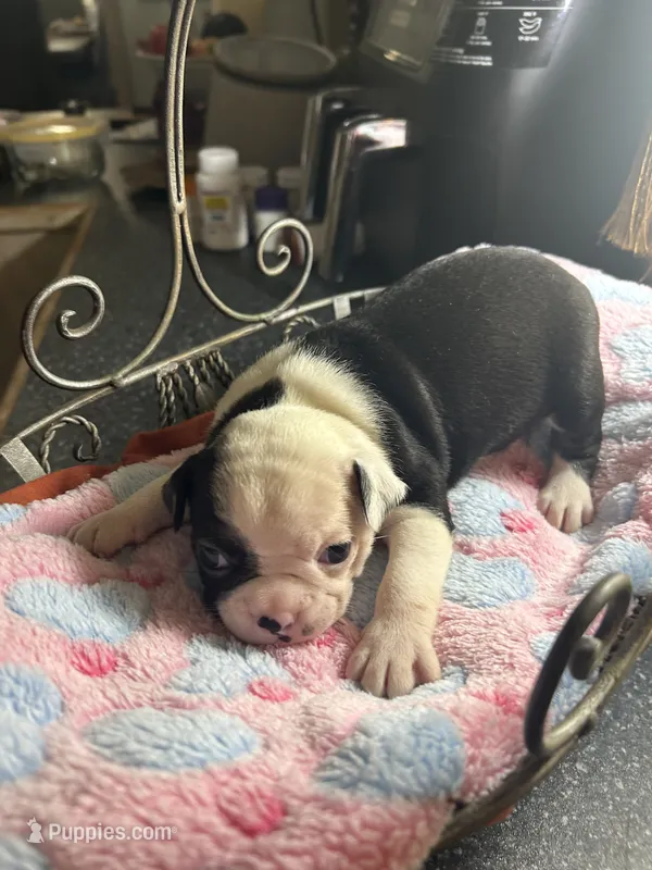LT’s girl1 – Boston Terrier puppy for sale in Cheraw, SC
