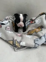 Cookie’s boy, a male Boston Terrier for sale in Cheraw, SC – 5 of 5
