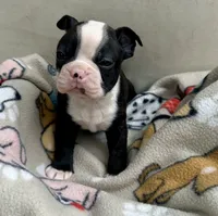Cookie’s boy, a male Boston Terrier for sale in Cheraw, SC – 1 of 5