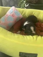 LT’s girl1, a female Boston Terrier for sale in Cheraw, SC – 3 of 3