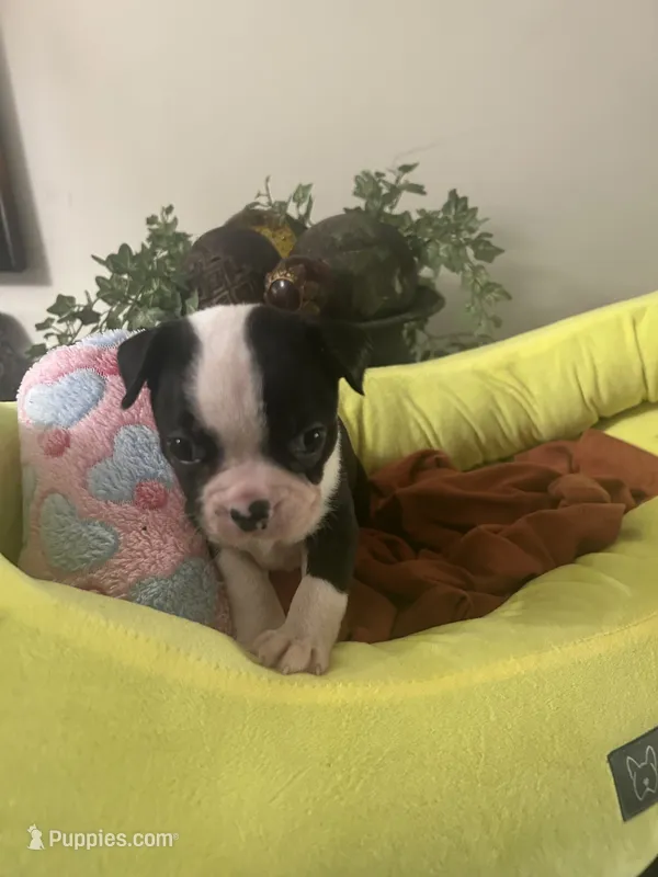 Pipers girl – Boston Terrier puppy for sale in Cheraw, SC