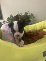 Pipers girl, a male Boston Terrier for sale in Cheraw, SC – 1 of 1