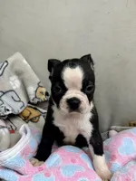 KORNea’s girl 2, a male Boston Terrier for sale in Cheraw, SC – 3 of 3