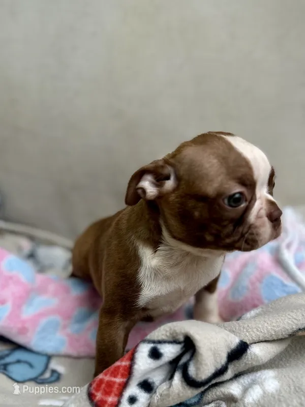 KORNea’s girl 1 – Boston Terrier puppy for sale in Cheraw, SC