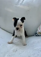 Coffee’s girl, a female Boston Terrier for sale in Cheraw, SC – Photo 2 of 2