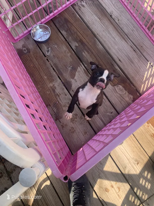 Libby’s girl2 – Boston Terrier puppy for sale in Cheraw, SC