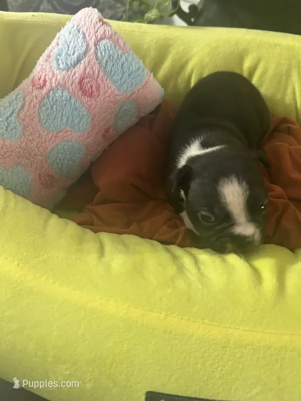 LT’s girl1 – Boston Terrier puppy for sale in Cheraw, SC