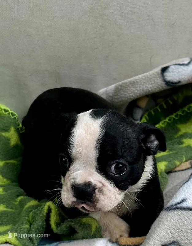 KORNea’s boy 1 – Boston Terrier puppy for sale in Cheraw, SC