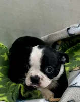 KORNea’s boy 1, a male Boston Terrier for sale in Cheraw, SC – 1 of 1