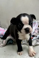 KORNea’s girl 2, a male Boston Terrier for sale in Cheraw, SC – 2 of 3