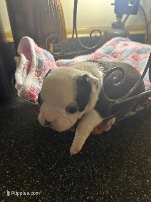 LT’s girl 3 – Boston Terrier puppy for sale in Cheraw, SC
