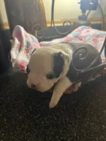 LT’s girl 3, a female Boston Terrier for sale in Cheraw, SC – 1 of 1