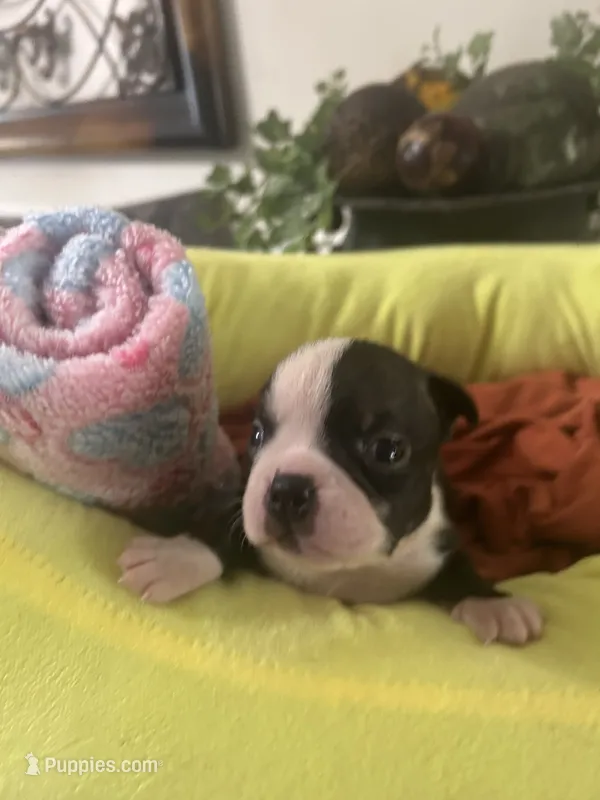 LT’s girl2 – Boston Terrier puppy for sale in Cheraw, SC