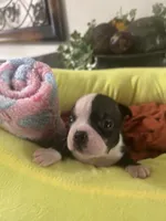 LT’s girl2, a female Boston Terrier for sale in Cheraw, SC – 1 of 1