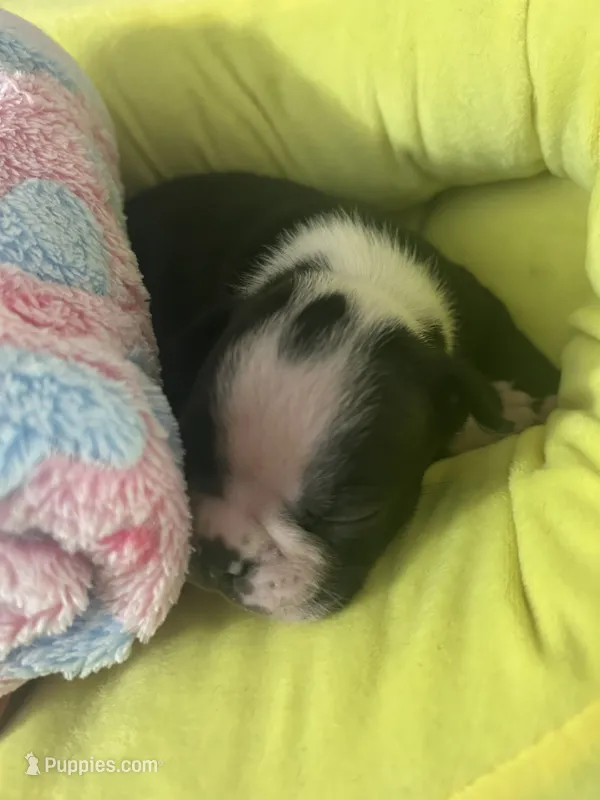 LT’s girl3 – Boston Terrier puppy for sale in Cheraw, SC