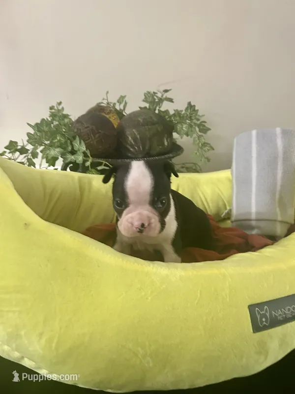 Pipers boy2 – Boston Terrier puppy for sale in Cheraw, SC