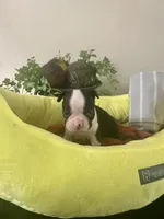Pipers boy2, a male Boston Terrier for sale in Cheraw, SC – 1 of 1