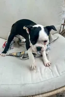 Coffee’s girl, a female Boston Terrier for sale in Cheraw, SC – 4 of 4