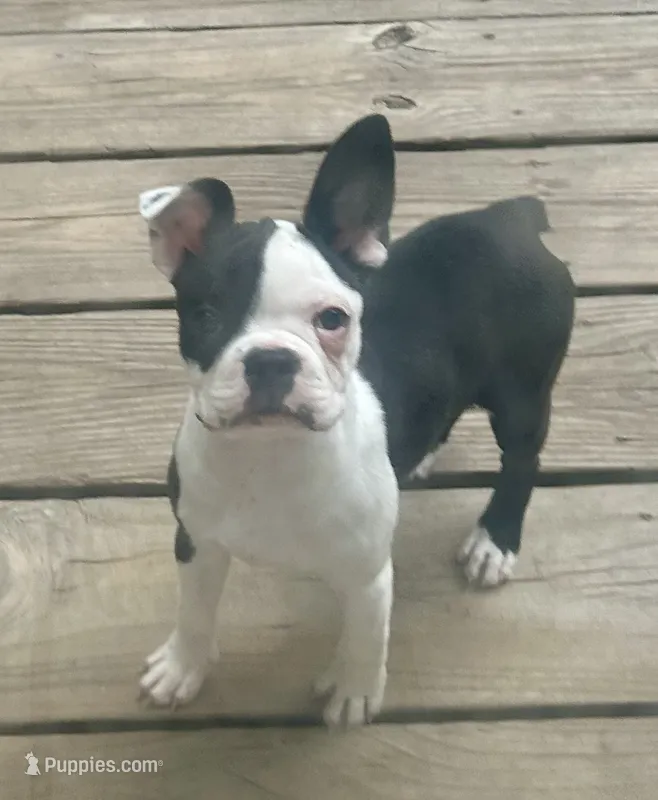 Coffee’s girl – Boston Terrier puppy for sale in Cheraw, SC