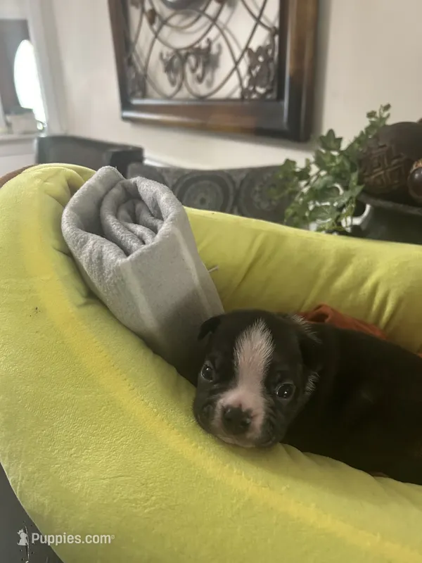 Libby’s boy1 – Boston Terrier puppy for sale in Cheraw, SC