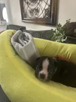 Libby’s boy1, a male Boston Terrier for sale in Cheraw, SC – 1 of 1