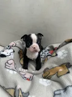 Cookie’s boy, a male Boston Terrier for sale in Cheraw, SC – 4 of 5