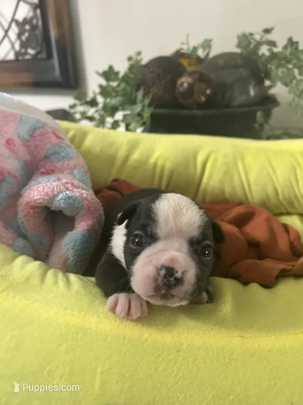 Libby’s girl4 – Boston Terrier puppy for sale in Cheraw, SC