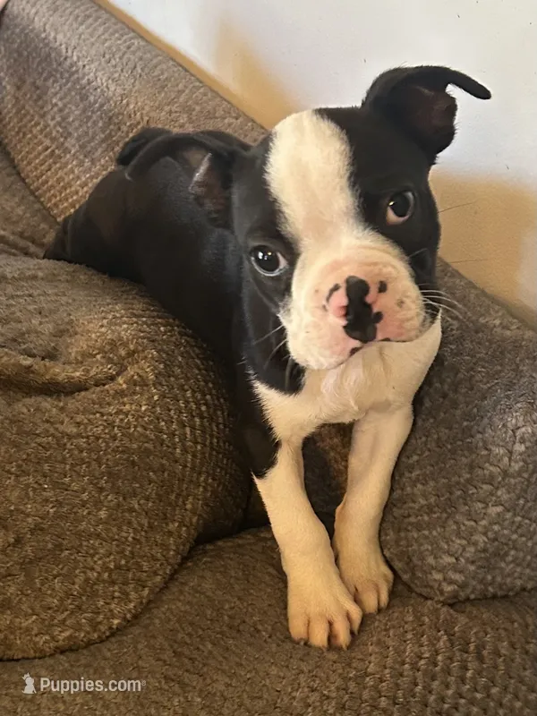 Pipers boy2 – Boston Terrier puppy for sale in Cheraw, SC