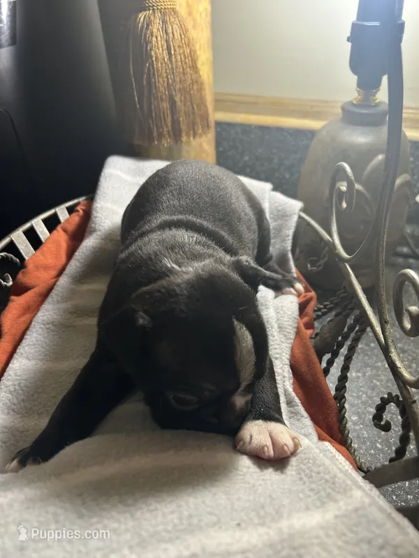 LT’s boy 1 – Boston Terrier puppy for sale in Cheraw, SC