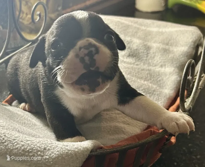 LT’s boy 2 – Boston Terrier puppy for sale in Cheraw, SC