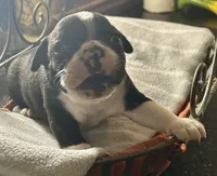 LT’s boy 2, a male Boston Terrier for sale in Cheraw, SC – 1 of 2