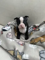 Cookie’s boy, a male Boston Terrier for sale in Cheraw, SC – 3 of 5