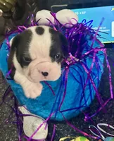 Cookies boy 2, a male Boston Terrier for sale in Cheraw, SC – Photo 1 of 3