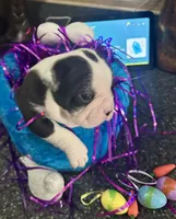 Cookies boy 2, a male Boston Terrier for sale in Cheraw, SC – Photo 3 of 3