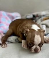 KORNea’s girl 1, a male Boston Terrier for sale in Cheraw, SC – 4 of 4