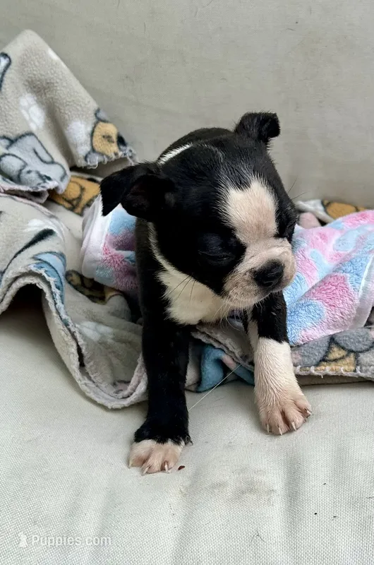 KORNea’s girl 2 – Boston Terrier puppy for sale in Cheraw, SC