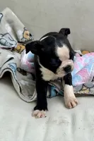 KORNea’s girl 2, a male Boston Terrier for sale in Cheraw, SC – 1 of 3