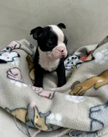 Cookie’s boy, a male Boston Terrier for sale in Cheraw, SC – 2 of 5