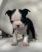 Lt’s girl, a female Boston Terrier for sale in Cheraw, SC – Photo 1 of 2