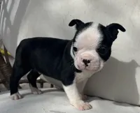 Lt’s girl, a female Boston Terrier for sale in Cheraw, SC – Photo 2 of 2