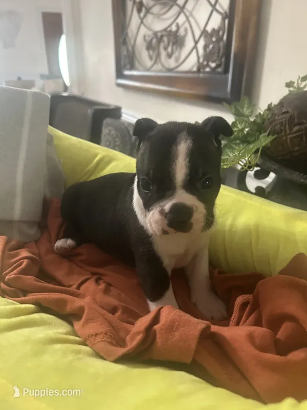 Pipers boy1 – Boston Terrier puppy for sale in Cheraw, SC