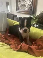 Pipers boy1, a male Boston Terrier for sale in Cheraw, SC – 1 of 1