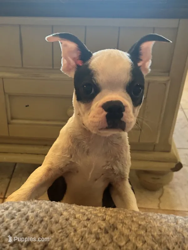 LT’s girl1 – Boston Terrier puppy for sale in Cheraw, SC