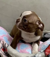KORNea’s girl 1, a male Boston Terrier for sale in Cheraw, SC – 3 of 4