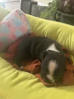 LT’s girl1, a female Boston Terrier for sale in Cheraw, SC – 2 of 3