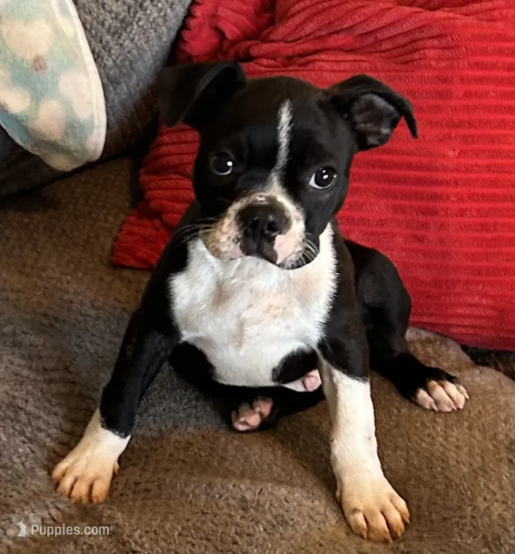 LT’s boy 2 – Boston Terrier puppy for sale in Cheraw, SC