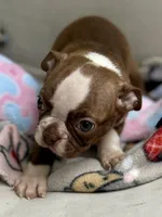 KORNea’s girl 1, a male Boston Terrier for sale in Cheraw, SC – 2 of 4