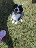 Rose , a female Border Collie for sale in Alvord, TX – 3 of 5