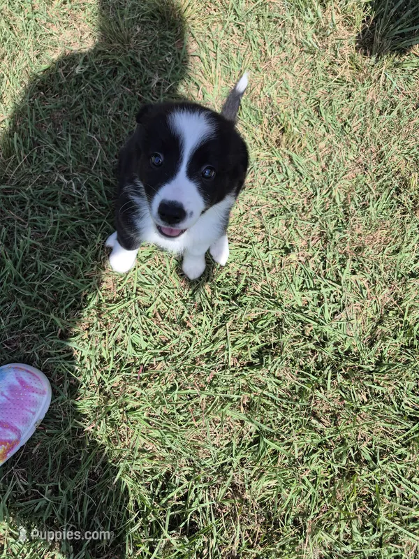 Rose  – Border Collie puppy for sale in Alvord, TX