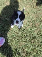 Rose , a female Border Collie for sale in Alvord, TX – 2 of 5
